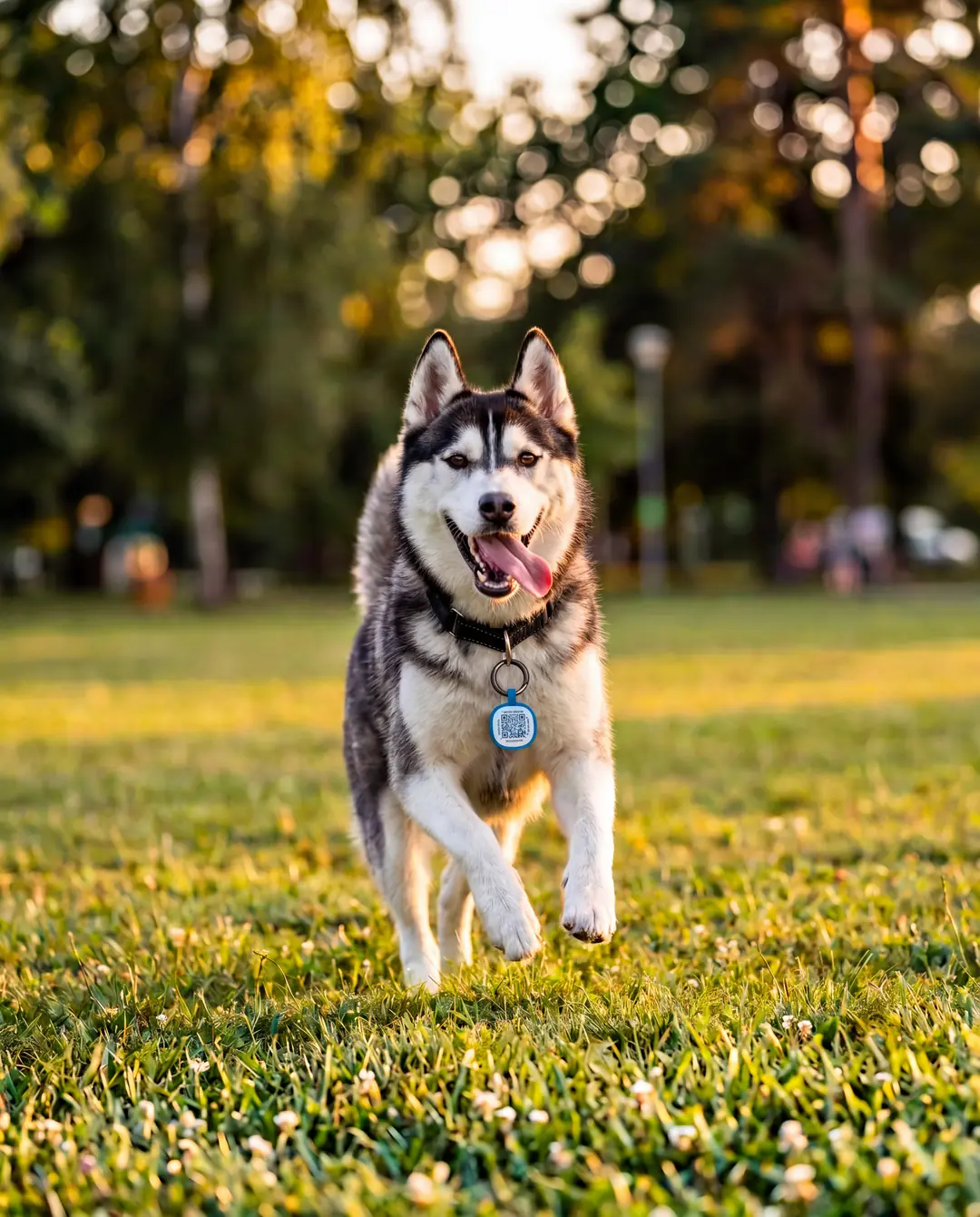 Husky courant dans un parc, le tag connecte MyIDTag et son QR code fixes a son collier.